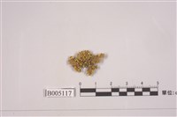 藏品(島衣屬 )的圖片